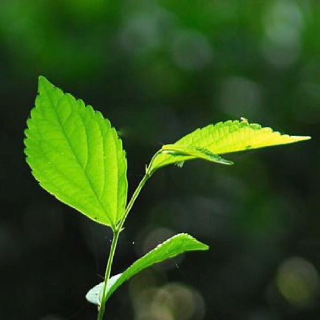 下载小草客户端小草之家1234-第1张图片-太平洋在线下载