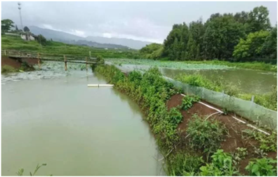 鱼塘养鱼苹果版农村池塘养鱼技术-第2张图片-太平洋在线下载