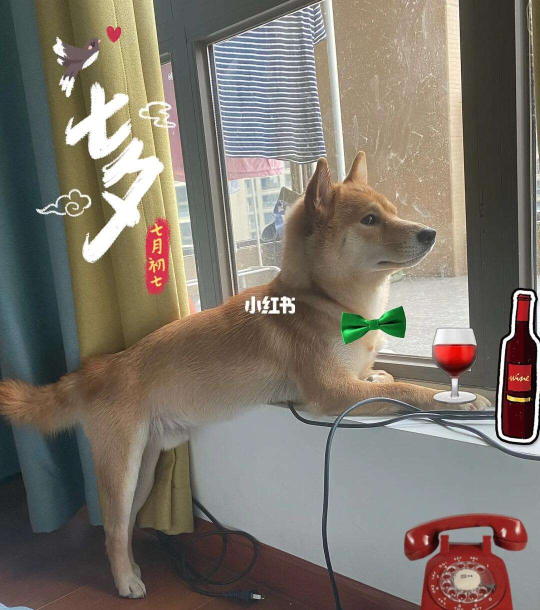 dogeos苹果版doge在聊天中什么意思